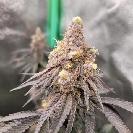 Fillmore Slim - PCG - My First Report :)