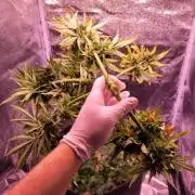 Monkey Candy