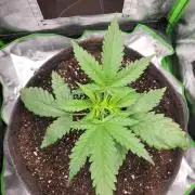 Lets grow some Honey Hash :)