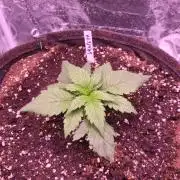 Fast growing some Fastbuds