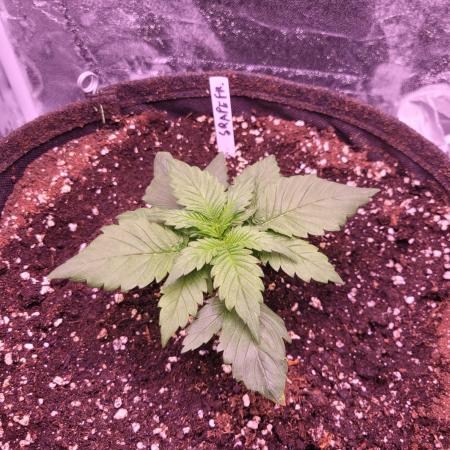 Fast growing some Fastbuds