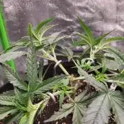 Lets grow some Honey Hash :)