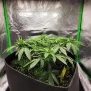 Cheri x Lurpe Test RUN