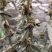 Blue Ginseng