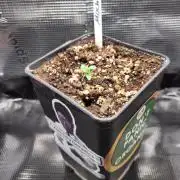 Ready for a Miracle?