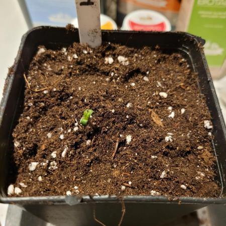 Lets grow some Honey Hash :)