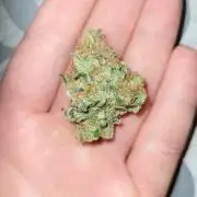 Fast growing some Fastbuds
