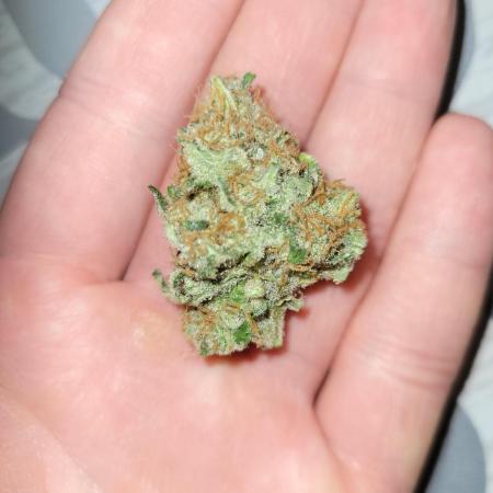 Fast growing some Fastbuds
