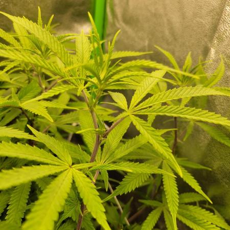 Lets grow some Honey (Runtz) Hash :)