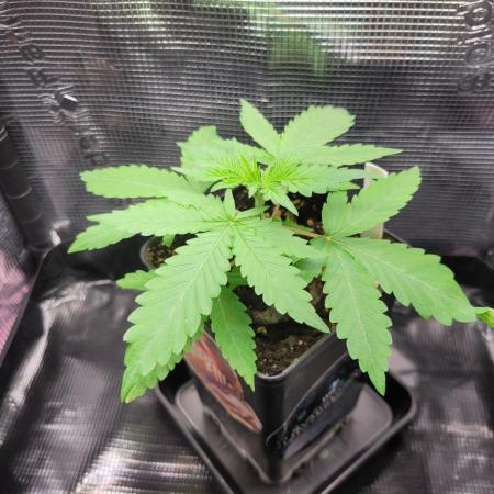 Cheri x Lurpe Test RUN