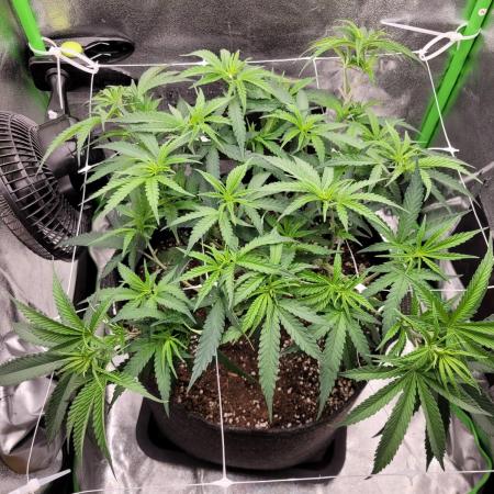 Lets grow some Honey Hash :)