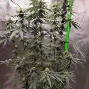 Blue Ginseng