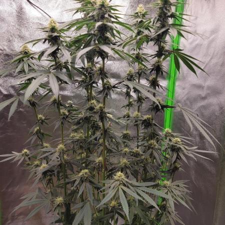 Blue Ginseng