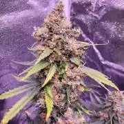 Monkey Candy