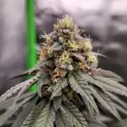 Blue Ginseng