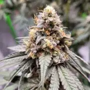 Blue Ginseng