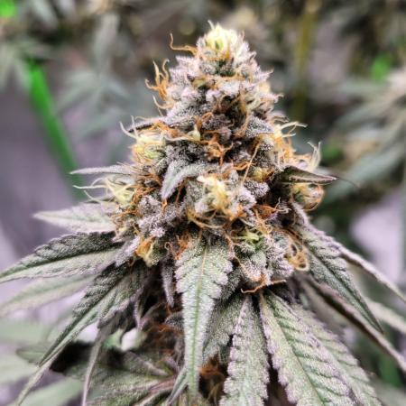 Blue Ginseng