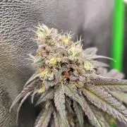 Blue Ginseng