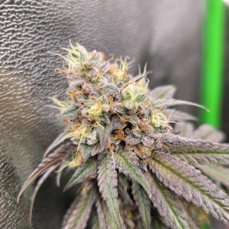 Blue Ginseng