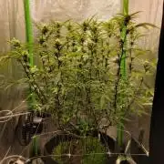 Lets grow some Honey (Runtz) Hash :)