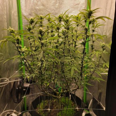 Lets grow some Honey (Runtz) Hash :)