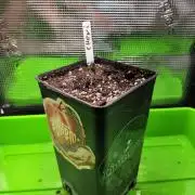 Cheri x Lurpe Test RUN