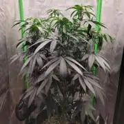 Blue Ginseng
