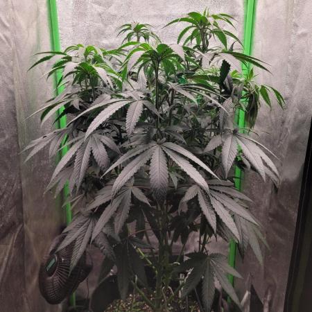 Blue Ginseng