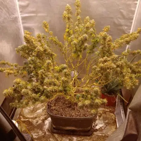 Khalifa Genetics Limon Blanco (Grow contest Entry.)