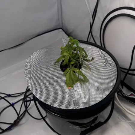 Bushman Landrace + RS11 DWC