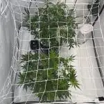 Bushman Landrace&Rainbow Sherbet #11 DWC