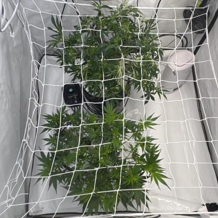 Bushman Landrace&Rainbow Sherbet #11 DWC