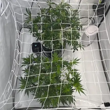 Bushman Landrace&Rainbow Sherbet #11 DWC