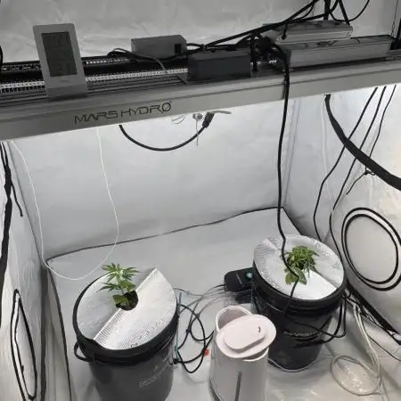 Bushman Landrace&Rainbow Sherbet #11 DWC