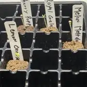 My Hydroponic grow
