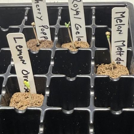 My Hydroponic grow