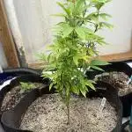 Pave' by Compound Genetics