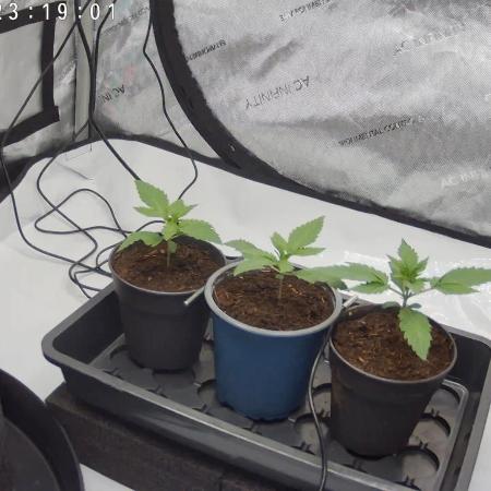 French Macaron T.H. Seeds