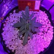 pineapple express auto :)🍍🍒