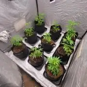 first grow coco lemon orange + runtz