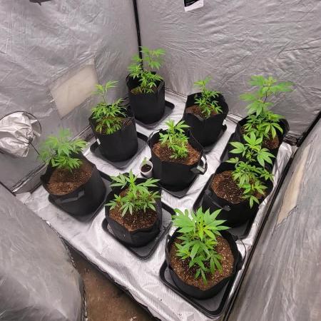 first grow coco lemon orange + runtz