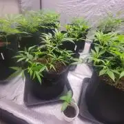 first grow coco lemon orange + runtz