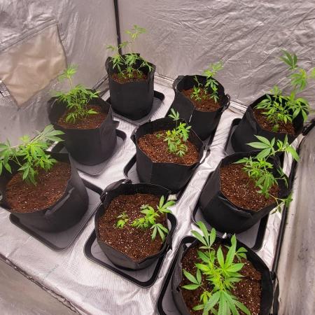 first grow coco lemon orange + runtz