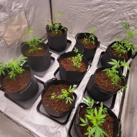 first grow coco lemon orange + runtz