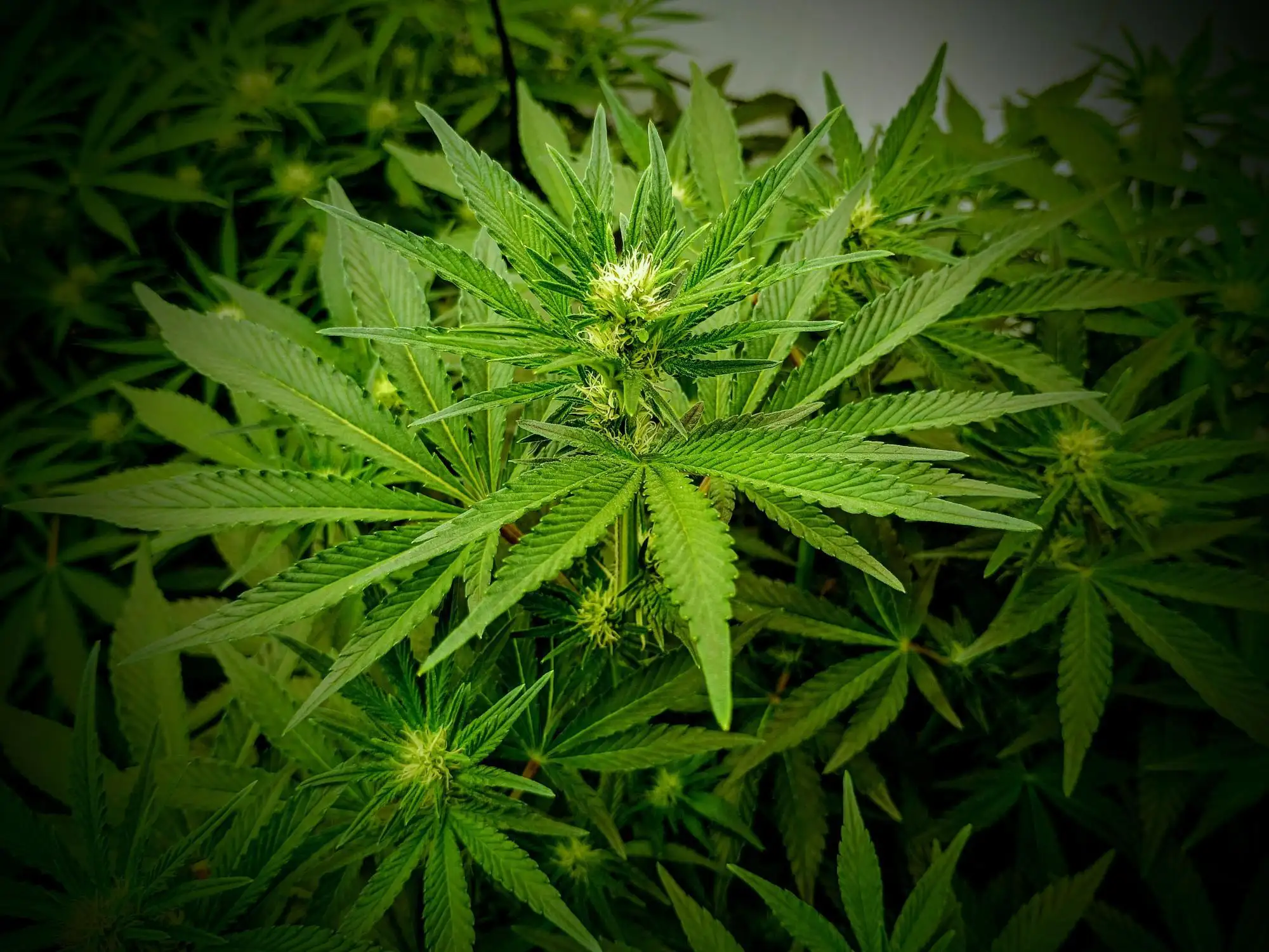 Mimosa X Orange Punch grow journal by Sage_Greenwood