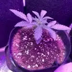 Watermelomium Auto 