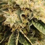 7 weeks of flower, mac mango kc brains-