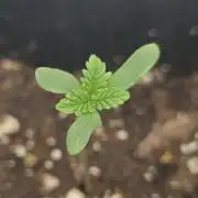 Cherry Cookie Cake & Blue Zushi