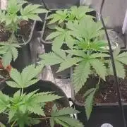 Cherry Cookie Cake & Blue Zushi