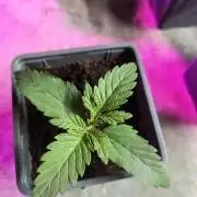 PAX Genetix Cap Junky